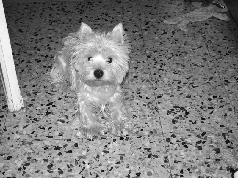 20250210-Priscilla_003