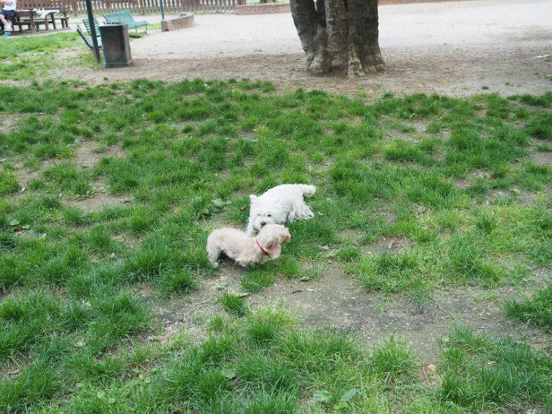 20250517-Giardinetti Ramelli con Gigia_001