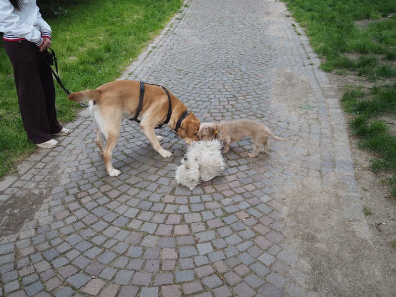 20250517-Giardinetti Ramelli con Gigia_003