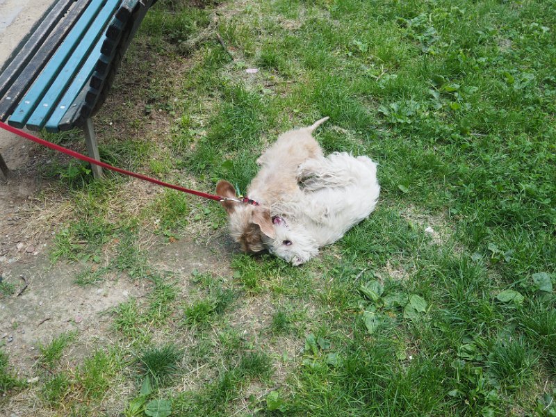 20250517-Giardinetti Ramelli con Gigia_004