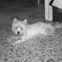 20250210-Priscilla_002