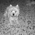 20250210-Priscilla_003