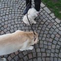 20250227-Giardinetti Ramelli_005