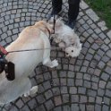 20250227-Giardinetti Ramelli_006