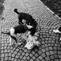 20250227-Giardinetti Ramelli_018