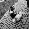 20250227-Giardinetti Ramelli_020