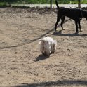 20250308-Giardinetti Ramelli_009