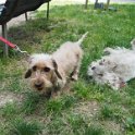 20250517-Giardinetti Ramelli con Gigia_006