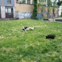 20250517-Giardinetti Ramelli-Priscilla_002