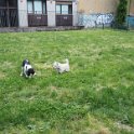 20250517-Giardinetti Ramelli-Priscilla_003