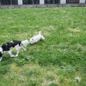 20250517-Giardinetti Ramelli-Priscilla_004