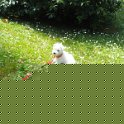20260430 -Giochi in giardino_013