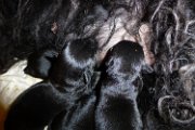 20140518 - Cuccioli_017