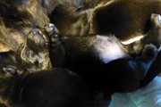20140520 - Cuccioli_024