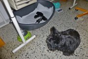 20140523 - Cuccioli_001