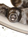 20140526 - Cuccioli_001
