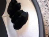20140531 - Cuccioli-Telefono Araxi_022