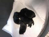 20140531 - Cuccioli-Telefono Araxi_023