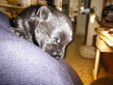 20140531 - Cuccioli_004