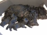 20140601 - Cuccioli-Telefono Araxi_020