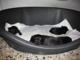 20140601 - Cuccioli_006