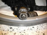 Cuccioli