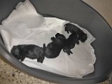 20140602 - Cuccioli_002