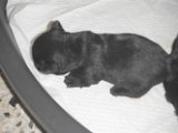 20140602 - Cuccioli_003
