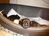 20140602 - Cuccioli_004