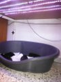 20140603 - Cuccioli_005