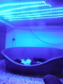 20140603 - Cuccioli_006