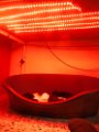 20140603 - Cuccioli_007