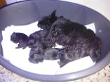 20140604 - Cuccioli_008