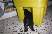 20140609 - Cuccioli_001