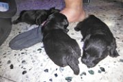 20140609 - Cuccioli_002