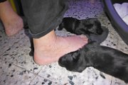 20140609 - Cuccioli_003