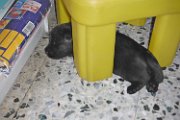 20140609 - Cuccioli_005