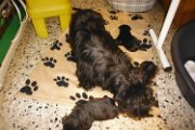 20140609 - Cuccioli_012