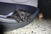 20140609 - Cuccioli_021