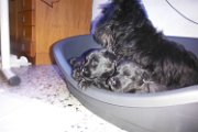20140611 - Cuccioli_015