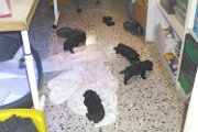 20140611 - Cuccioli_023