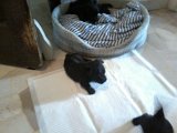 20140613 - Cuccioli-Telefono Araxi_008