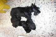 20140616 - Cuccioli_020