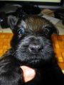 20140616 - Cuccioli_024