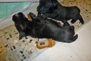 20140619 - Cuccioli_001