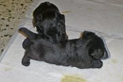 20140619 - Cuccioli_002