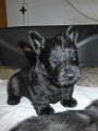 20140621 - Cuccioli_003