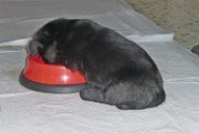 20140625 - Cuccioli_016