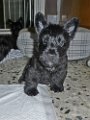 20140705 - Cuccioli_017
