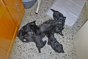 20140708 - Cuccioli_018